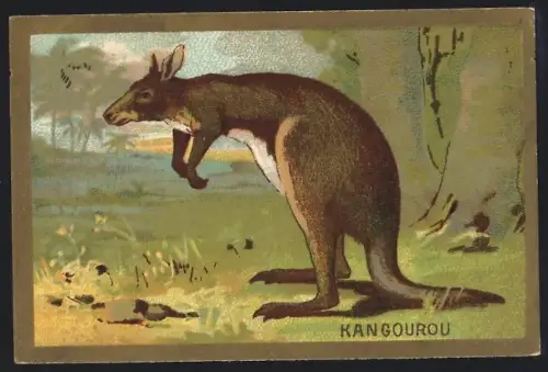 Sammelbild Cambrai, Arlatte & Cie., Chicorée Bleu-Argent, Kangourou