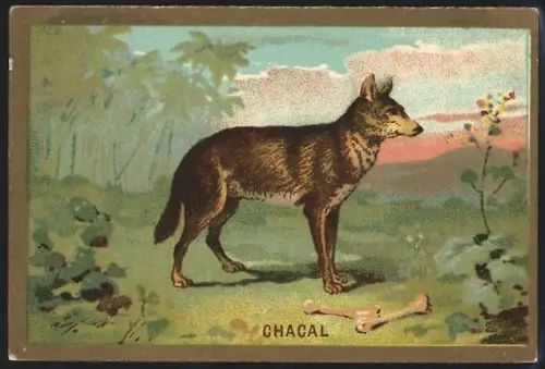 Sammelbild Cambrai, Arlatte & Cie., Chicorée Bleu-Argent, Chacal