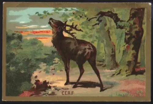 Sammelbild Cambrai, Arlatte & Cie., Chicorée Bleu-Argent, Cerf