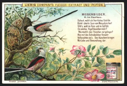 6 Sammelbilder Liebig, Serie Nr. 598: Meisenbilder, im strengen Winter, im Herbst, im Nestbau, mit Jungen