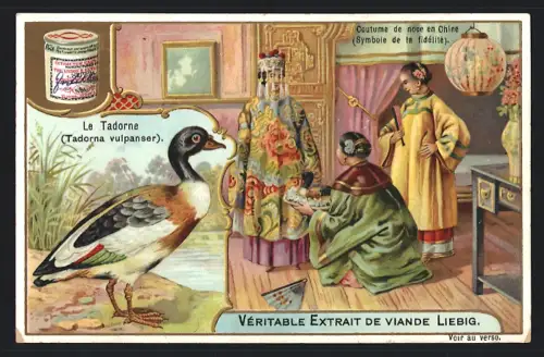 6 Sammelbilder Liebig, Serie Nr. 803: Vögel, La casarca roux, La Tadorne, La petite sarcelle