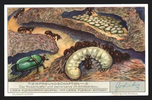 6 Sammelbilder Liebig, Serie Nr. 1283: Tierfreundschaften, Krabbe und Seepocken, Kühe und Stare, Krokodil und Kibitz