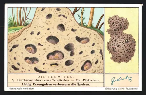 6 Sammelbilder Liebig, Serie Nr. 1364: Termiten, Königin in ihrer Zelle, Termitenbau, Kampftermiten