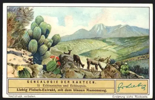 6 Sammelbilder Liebig, Serie Nr. 1309: Genealogie der Kakteen, Opuntia, Mamillaria, Melocactus, Phyllocactus, Rhipsalis
