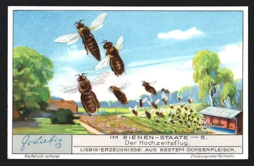 6 Sammelbilder Liebig, Serie Nr. 1267: Im Bienen-Staate, Eierlegende Königin, Schwarm, Drohnen-Schlacht, Hochzeitsflug