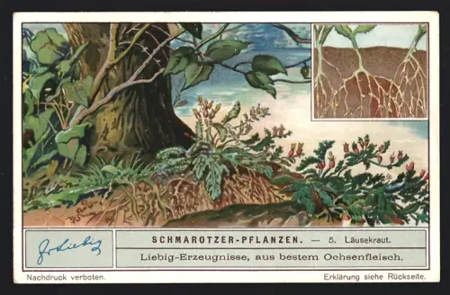 6 Sammelbilder Liebig, Serie Nr. 1265: Schmarotzer-Pflanzen, Schuppenwurz, Rafflesia, Mistel, Sommerwurz, Hopfenseide