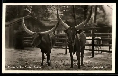 AK Berlin, Watussi-Rinder im Zoo