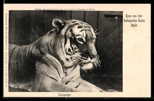 AK Berlin, Zoo, Ein Königstiger