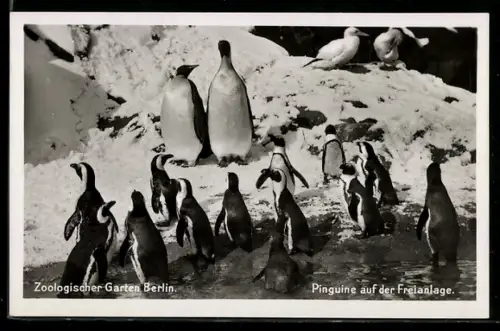 AK Berlin, Zoologischer Garten, Pinguine auf der Freianlage