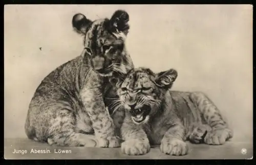 AK Zwei junge Abessinische Löwen