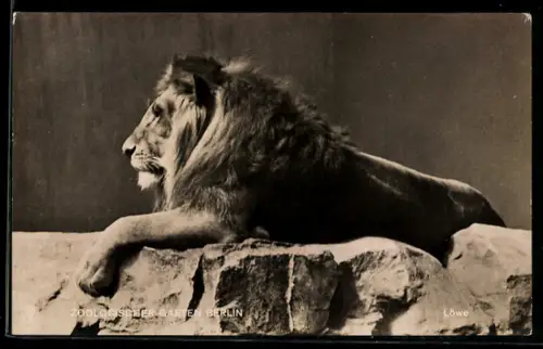 AK Berlin, Zoologischer Garten, Männlicher Löwe