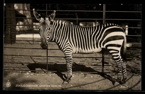 AK Berlin, Zebra im Gehege des Zoologischen Gartens