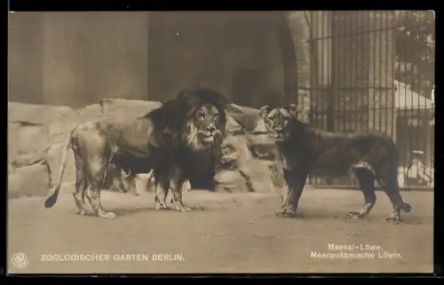 AK Berlin, Zoologischer Garten, Massai-Löwe und Mesopotamische Löwin