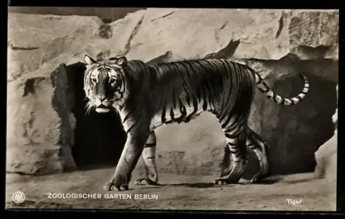 AK Tiger im Berliner Zoo