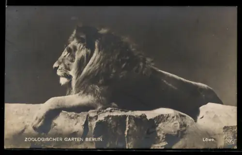 AK Berlin, Löwe im Zoologischen Garten