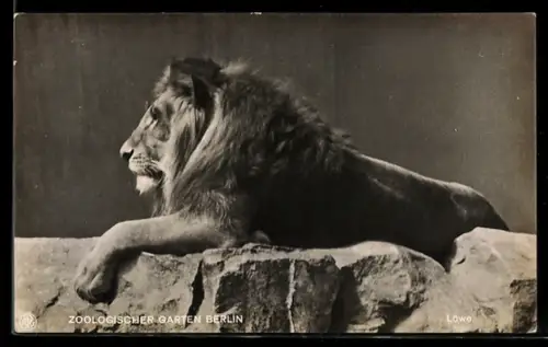AK Berlin, Löwe im Zoologischen Garten