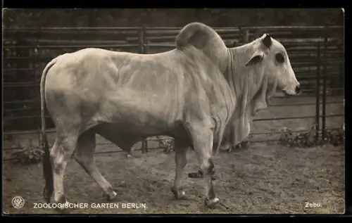 AK Berlin, Zebu im Freigehege, Zoologischer Garten