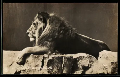 AK Berlin, Zoologischer Garten, Männlicher Löwe
