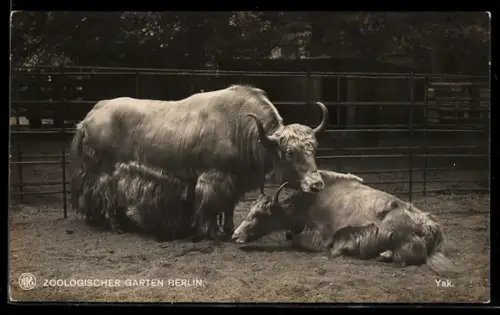 AK Berlin, Yak mit Kälbchen im Freigehege, Zoologischer Garten