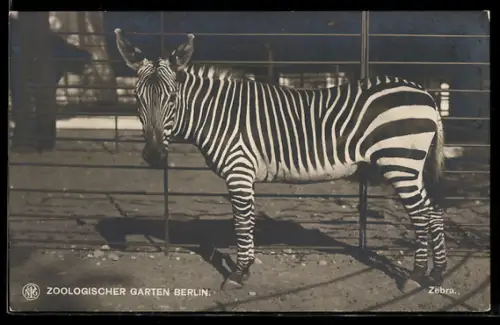 AK Zebra steht im Gehege