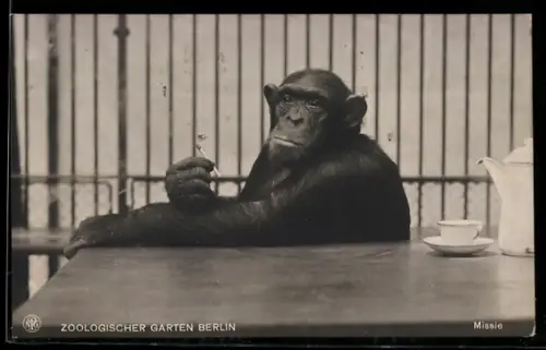 AK Rauchender Affe sitzt an einem Tisch im Berliner Zoo