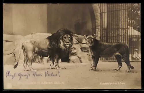 AK Berlin, Abessinischer Löwe im Zoologischen Garten