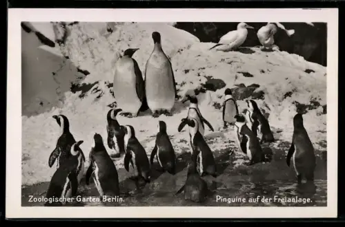 AK Berlin, Pinguine auf der Freianlange im Zoologischen Garten