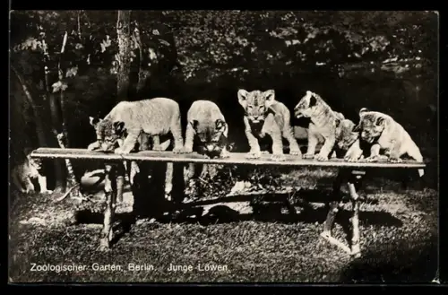 AK Berlin, Junge Löwen auf einerm Brett im Zoo