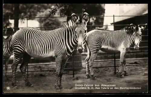 AK Grevy-Zebras aus Abessinien