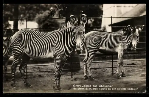 AK Grevy-Zebras aus Abessinien