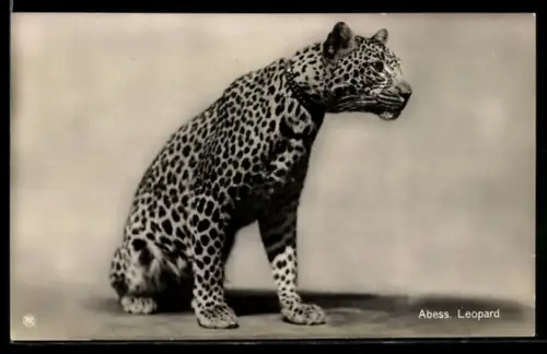 AK Abbessinischer Leopard mit Halsband