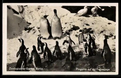 AK Berlin, Pinguine auf der Freianlange im Zoologischen Garten