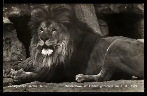 AK Berlin, Mähnenlöwe im Zoologischen Garten