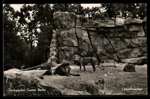 AK Berlin, Zoologischer Garten, Löwen in der Löwenfreienlage