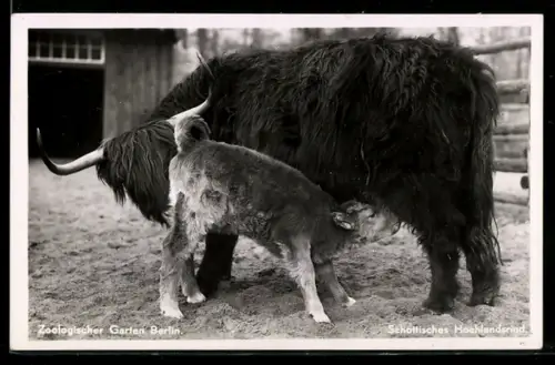 AK Berlin, Zoologischer Garten, Schottisches Hochlandrind, Kuh mit trinkendem Kalb