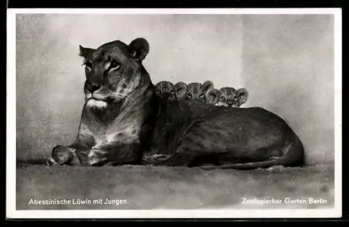 AK Abessinische Löwin mit Jungen