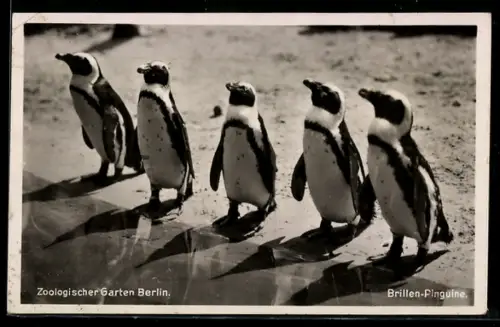 AK Berlin, Zoologischer Garten, Brillen-Pinguine in der Freianlage