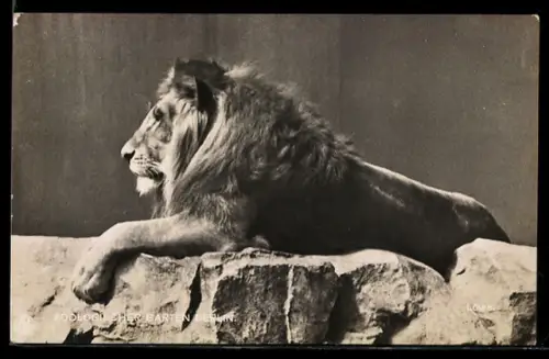 AK Berlin, Zoologischer Garten, Männlicher Löwe