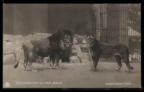 AK Berlin, Abessinischer Löwe im Zoologischen Garten