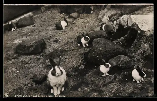 AK Berlin, Zoologischer Garten, Kaninchen im Freigehege