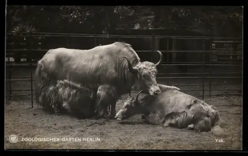 AK Berlin, Yak mit Kälbchen im Freigehege, Zoologischer Garten