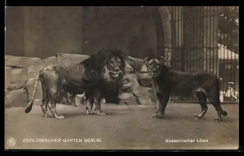 AK Berlin, Abessinischer Löwe im Zoologischen Garten