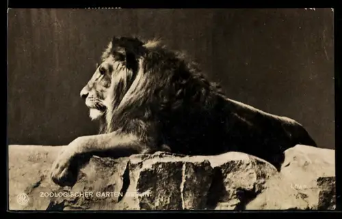AK Berlin, Zoologischer Garten, Männlicher Löwe