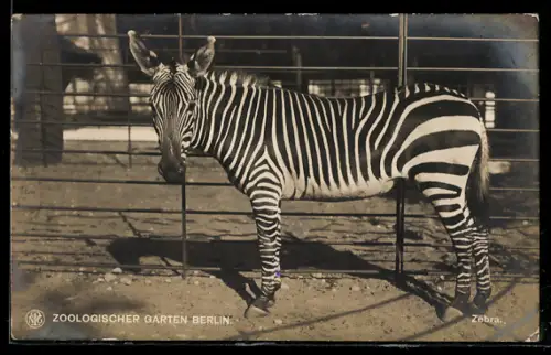 AK Zebra steht im Gehege