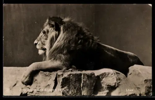 AK Berlin, Zoologischer Garten, Männlicher Löwe