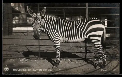 AK Berlin, Zoologischer Garten, Zebra im Sonnenschein, Portrait