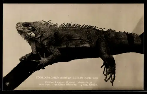 AK Berlin, Zoologischer Garten, Grüner Leguan aus dem tropischen Amerika