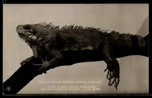 AK Berlin, Zoologischer Garten, Grüner Leguan aus dem tropischen Amerika