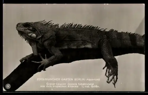 AK Berlin, Zoologischer Garten, Aquarium, Grüner Leguan aus Amerika, Iguana tuberculata