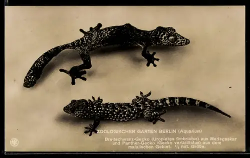 AK Berlin, Zoologischer Garten, Breitschwanz-Gecko aus Madagaskar und Panther-Gecko aus dem malaiischen Gebiet